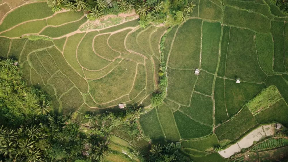 Territorial executive leadership